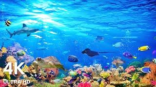 Ocean 4K ULTRA HD - Sea Animals for Relaxation & Calming Music