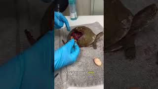 Vet Removes and Incubates Eggs from Box Turtle Hit By Car