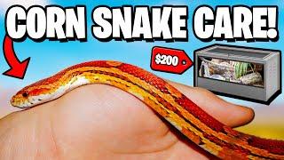 Corn Snake Care For Beginners!