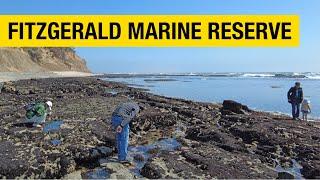 Fitzgerald Marine Reserve Tide Pools