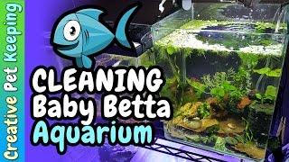 How to keep a fry tank clean  Baby Fish Tank