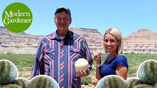 Tips for Growing Melons