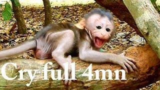 Deep Hurt.. Pitiful baby monkey is torturing by big monkey | Baby cries seizures