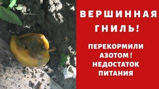 Вершинная гниль! ЭТО НЕДОСТАТОК ПИТАНИЯ ! что ? перекормили азотом ! Перцы помидоры