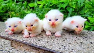 Homeless kittens crying out loud for Mother cat