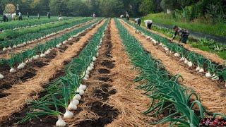 How California Farmers Harvest Millions of Tons of Garlic Each Year  | Agriculture Technology