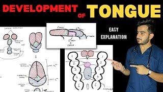 Development of Tongue | Tongue Embryology | Head & Neck Anatomy