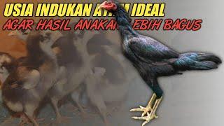 Bagus mana hasilnya ??? || Indukan muda & indukan tua || Tips memilih indukan ayam