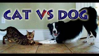 Cat vs Dog: A Trick Contest