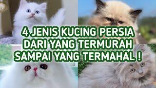 4 Jenis Kucing Persia Termurah Sampai Termahal