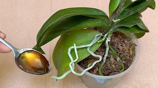 Pour 1 spoon! The Weakest Orchid Immediately Becomes as Strong as a Buffalo