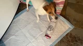 Cocos new toy  white paw #dogs #whiteclaw