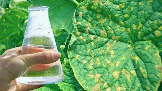 Powdery mildew on cucumbers disappears in 3 minutes. Just a few drops