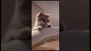 Audio e video:Cats vadios #viralvideos #musicgenre #funny