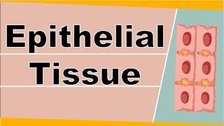 Structure and Function Of Epithelial Tissue | Animal Tissue | Biology | Science | Letstute