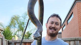 Day in the life of the snake hunter - 24/7 snake catcher Park Orchards 19 October 2022