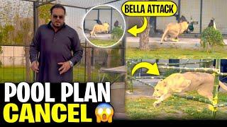 Aj phir tiger pool nahi bhara diana dangerous attack (mian saqib)