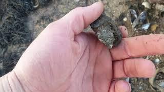 Beachcombing and fossil hunting Aberlady , Scotland