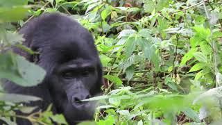 gorilla habituation raw Bwindi Impenetrable Forest, Uganda