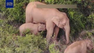 Редкие кадры: слониха кормит молоком маленького слоненка