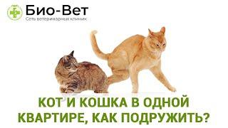 Кот и кошка в одной квартире, как подружить? // Сеть Ветклиник Био-Вет