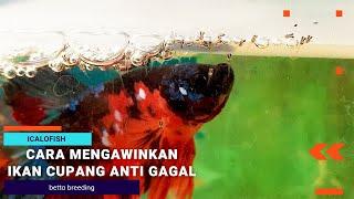 Cara Mengawinkan Ikan Cupang Anti Gagal