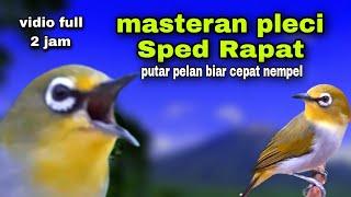 Masteran Pleci Malam Hari Biar Gacor Di Pagi Hari