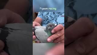 Argenton Pigeon racing 賽鴿冠軍 #冠軍 #鴿子 #pigeon