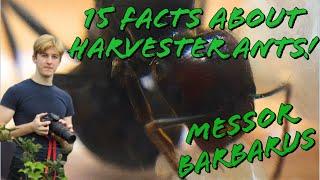 15 Facts About Harvester Ants (Messor Barbarus) | MyLivingWorlds Ants |