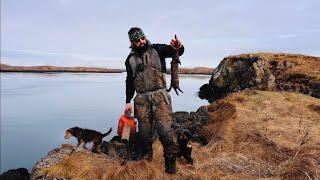 Mink hunting in Iceland with the West Viking aka Vargurinn.  part 1/4