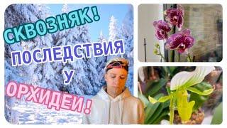 ШОК! Моя не внимательность? ️ ПЕРЕВАЛКА #орхидеи в НОВЫЙ дом до весны!  #plants