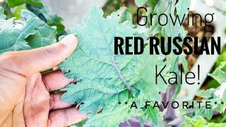 Red Russian Kale! One of my Favorites!