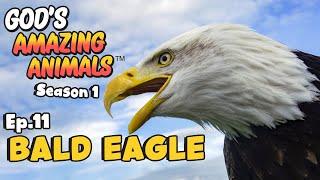 Fun Facts for Kids about Bald Eagles | God's Amazing Animals (S1 Ep11)