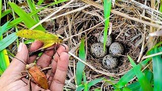 here is a paradise for animals, catching and observing stink bugs, katydids, butterflies