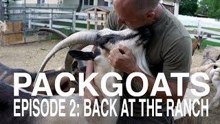 PACKGOATS Episode 2: Back to the Ranch