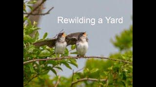 Rewilding a Suburban Yard