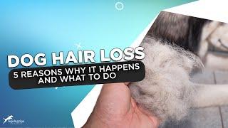 Is Your Dog Losing Hair? Here's 5 Reasons Why It Happens and What To Do!