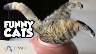 Gatos graciosos y divertidos - Funny Cats (Caidas, sustos, peleas, etc)