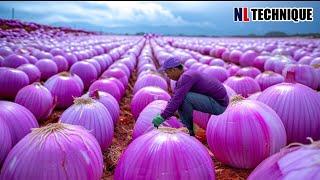 Modern Onion Farming Technology How to Process TONS of Onions in Factory