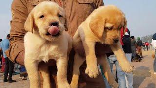 Wholesale Puppy Market at Dhuri Dog Show PART-2 | KCI | UKC | Gold Medal Kennels