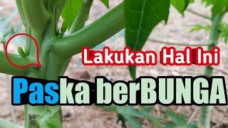 Lakukan Hal ini Pakca Berbunga