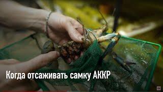 Когда отсаживать самку АККР