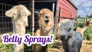 Alpaca Belly Spray to Prevent Heat Stress in Texas