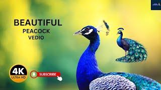 Beautiful Peacock Dance Display 4k HD VIDEO A Peacock|