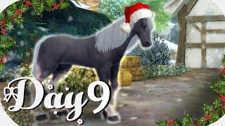 │Alicia Online │ - 12 Days of Breeding - Black Sabinos!