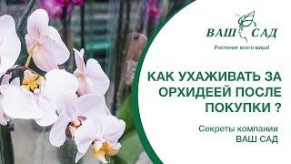 Если это сделать после Покупки, орхидеи зацветут как бешенные. Ваш сад