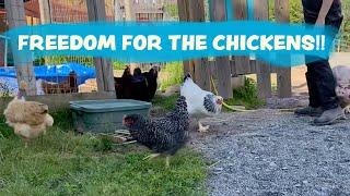 Chickens finally let out of their yard!