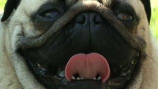 Raw: Pug Lovers In Germany Celebrate The Breed