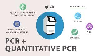 3) Polymerase Chain Reaction (PCR) - Quantitative PCR (qPCR)