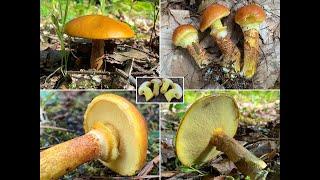 Goldröhrling, Lärchenröhrling, Goldgelber Röhrling, Gelber Röhrling, Suillus grevillei